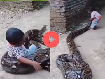 अजगराचा धक्कादायक व्हिडीओ