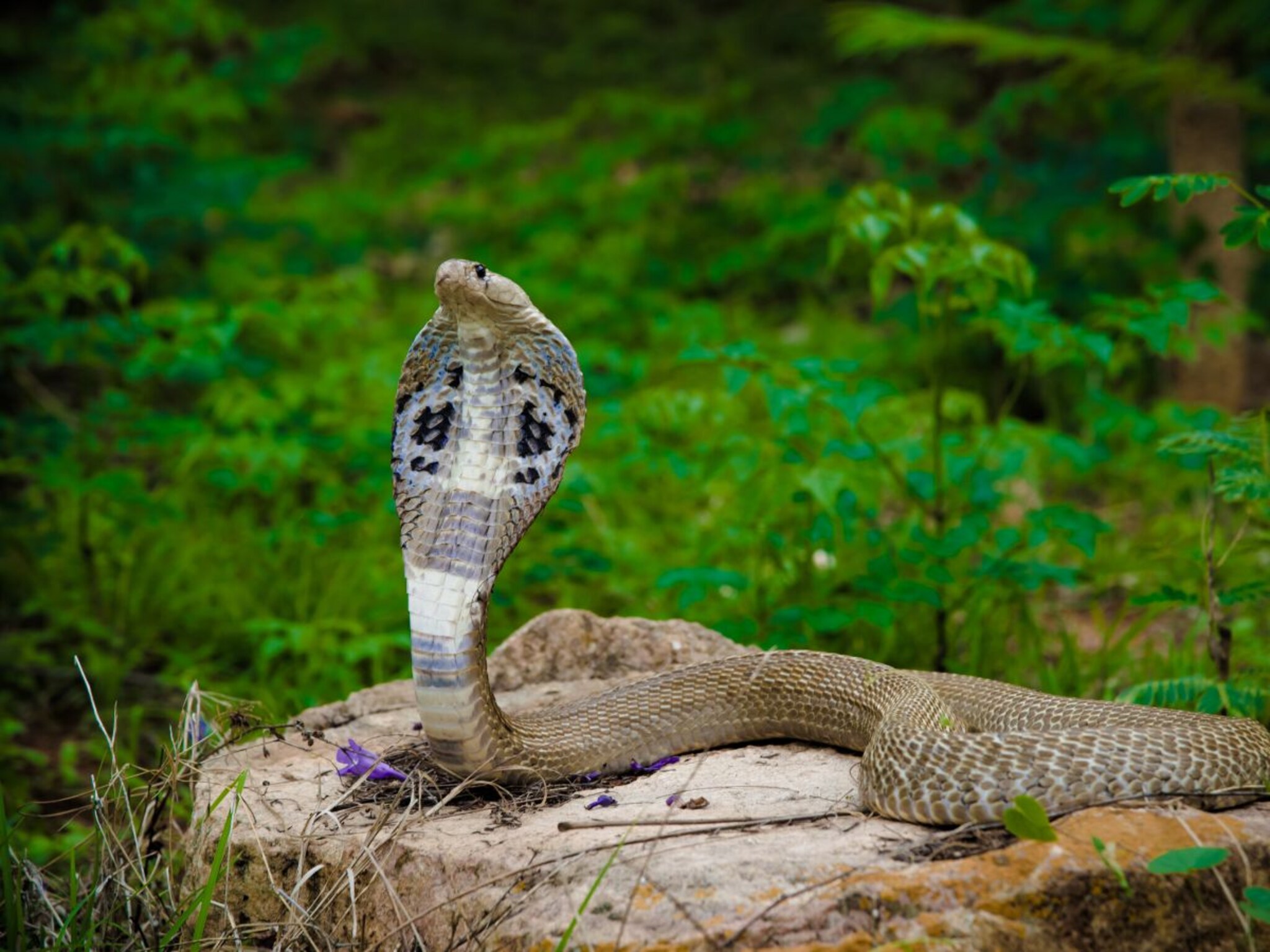 साप चावल्यानंतर काय करावे? काय करू नये; अशाप्रकारे वाचवा जीव