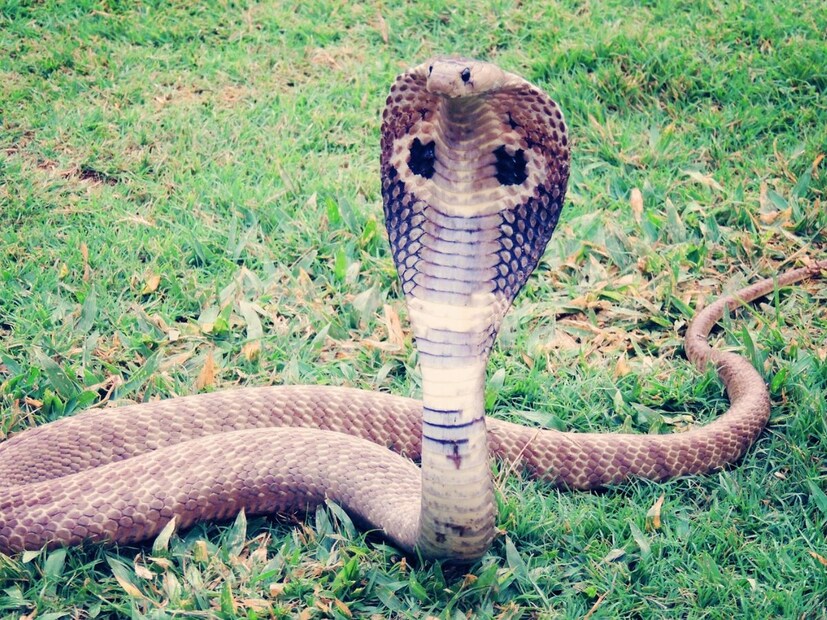 अंडी देणारे सापकोब्रा, किंग कोब्रा, उंदीरसाप, अजगर (Python) आणि गार्टर स्नेक हे अंडी देणाऱ्या सापांच्या गटात मोडतात. हे साप सुरक्षित आणि उबदार ठिकाणी एकावेळी अनेक अंडी देतात. कोब्रा आणि किंग कोब्रा हे अंडी देणारे असूनसुद्धा जगातील अत्यंत विषारी सापांमध्ये गणले जातात.