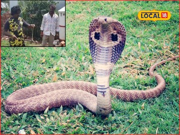 Snake Snake