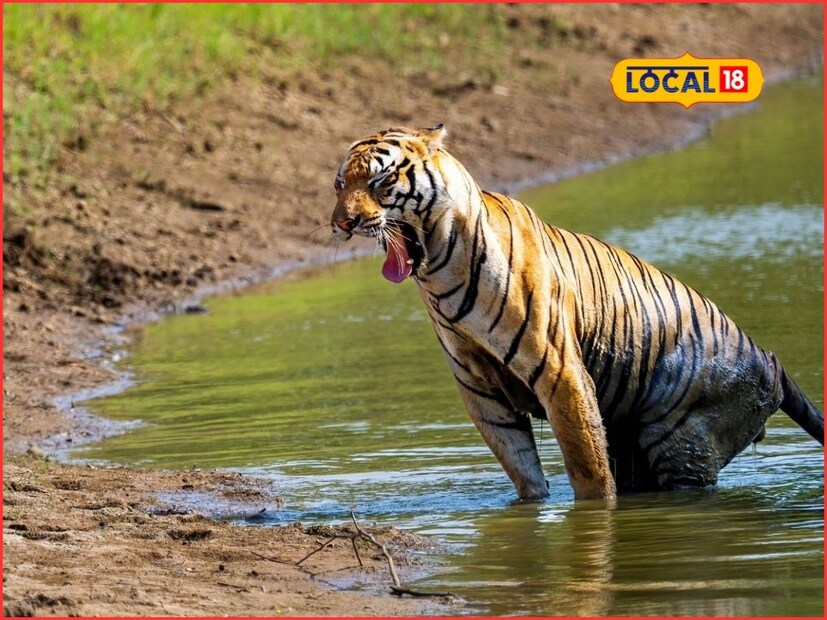 मेळघाट व्याघ्र प्रकल्प हा एकूण 4 हजार चौरस फूट क्षेत्रात पसरला आहे. त्याची चार भागात विभागानं केली आहे. अकोट वन्यजीव विभाग, गुगामल वन्यजीव विभाग, सिपना वन्यजीव विभाग, मेळघाट बफर वन्यजीव विभाग असे चार विभाग आहेत. मेळघाट व्याघ्र प्रकल्पात 300 गावांचा समावेश असून त्यातील 22 ते 23 गावाचं पुनर्वसन करण्यात आलं आहे. वनविभागाच्या प्रयत्नाने आणि आदिवासी बांधवांच्या सहकार्याने वाघांना मोकळा श्वास मिळत आहे. 
