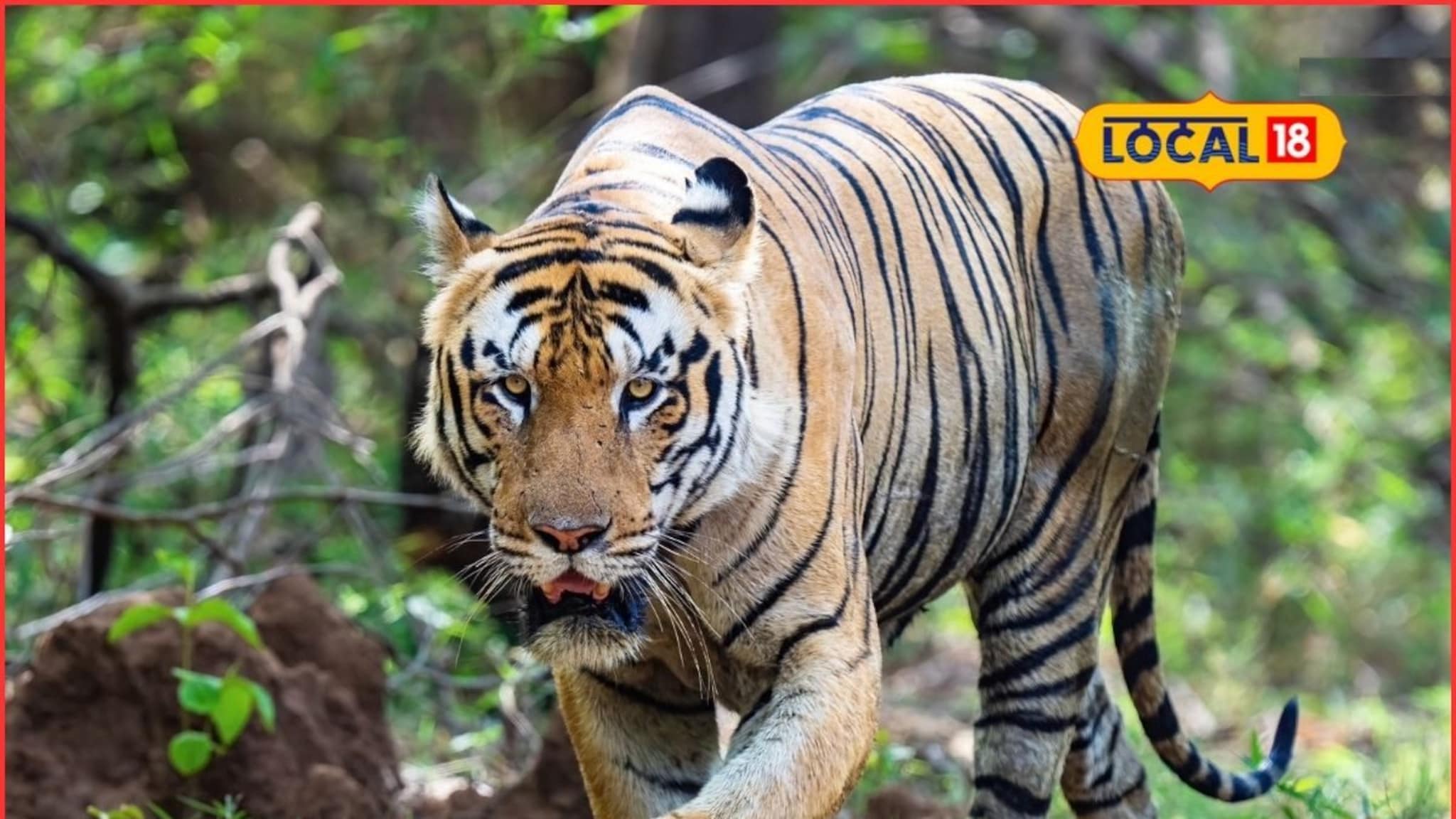 Tiger Day 2025: वाघ जगला तर जंगल टिकेल..., आज जागतिक व्याघ्र दिन, मेळघाटात वाघांची संख्या किती?
