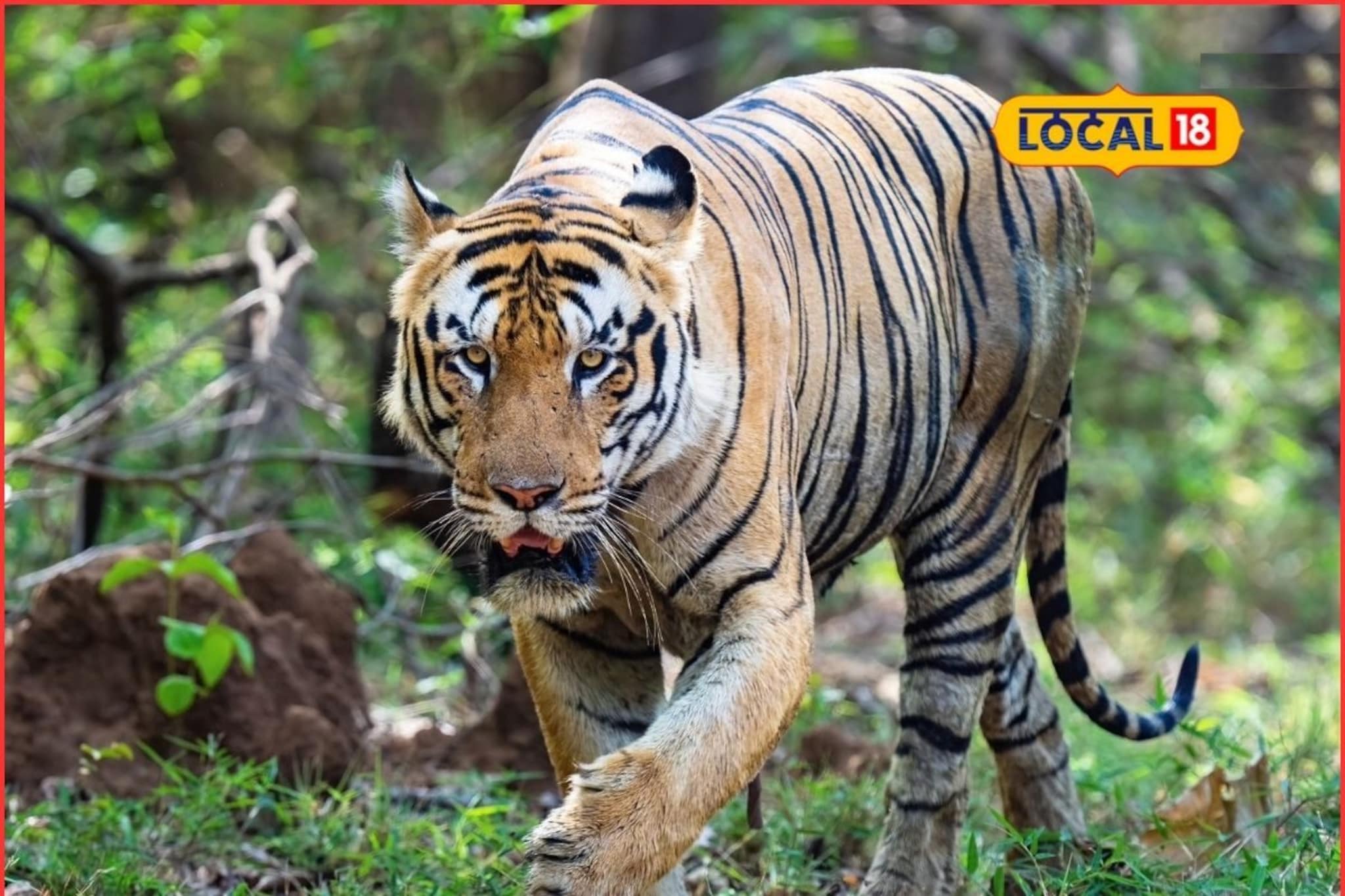 Tiger Day 2025: वाघ जगला तर जंगल टिकेल..., आज जागतिक व्याघ्र दिन, मेळघाटात वाघांची संख्या किती?