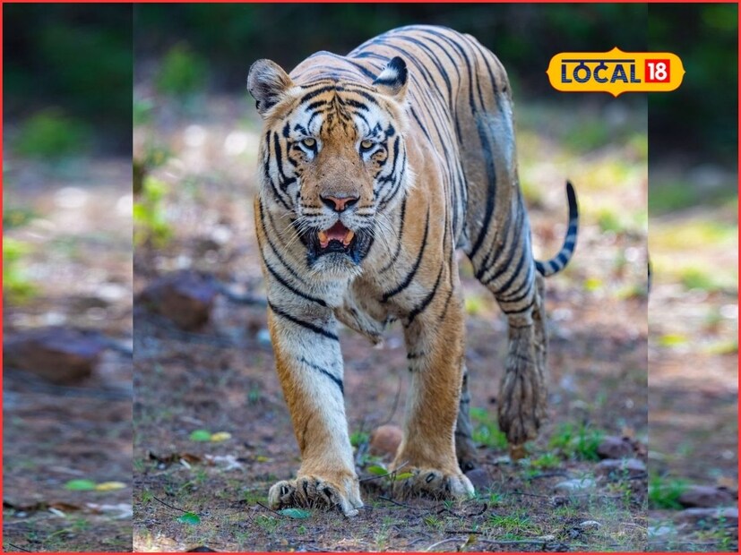 भारतात एकूण 58 व्याघ्र प्रकल्प आहेत. त्यातील 6 प्रकल्प हे महाराष्ट्रात आहेत. भारतातील एकूण 58 व्याघ्र प्रकल्पात 2965 पेक्षा जास्त वाघांची संख्या आहे. महाराष्ट्रातील 6 व्याघ्र प्रकल्पात 400 पेक्षा जास्त वाघांची संख्या आहे. सर्वाधिक वाघांची संख्या ही ताडोबा अभयारण्यात आहे. अमरावती जिल्ह्यातील मेळघाट व्याघ्र प्रकल्पात 55 ते 60 वाघांची संख्या असल्याचा अंदाज या व्याघ्र गणनेनुसर आहे, असेही तटरे यांनी सांगितले. 