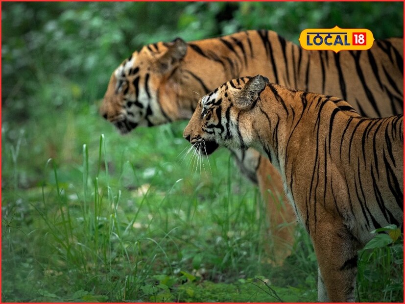 आज 29 जुलै म्हणजेच जागतिक व्याघ्र दिन. मानवाच्या अस्तित्वासाठी वाघ टिकणे अत्यंत महत्वाचे आहे. व्याघ्र संवर्धन करण्यासाठी जागतिक व्याघ्र दिन साजरा करण्याचा निर्णय घेण्यात आला. यानिमित्ताने मेळघाट व्याघ्र प्रकल्पाबाबत अमरावती येथील वन्यजीव अभ्यासक यादव तरटे यांनी माहिती दिली आहे. 