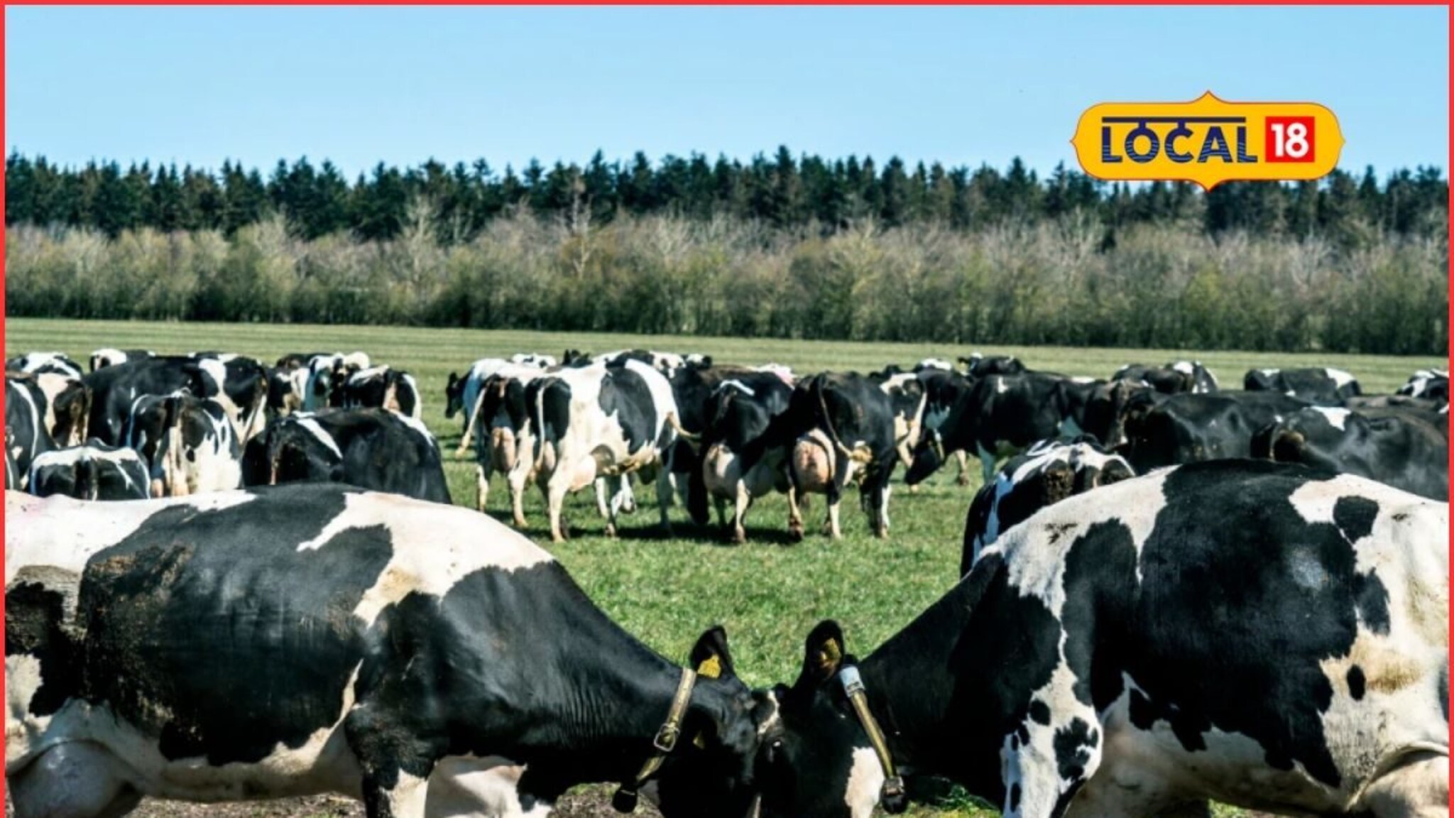 Veg Milk: दूध व्हेज की नॉनव्हेज, ओळखायचं कसं? भारत आणि अमेरिकेतील नवा वाद काय?