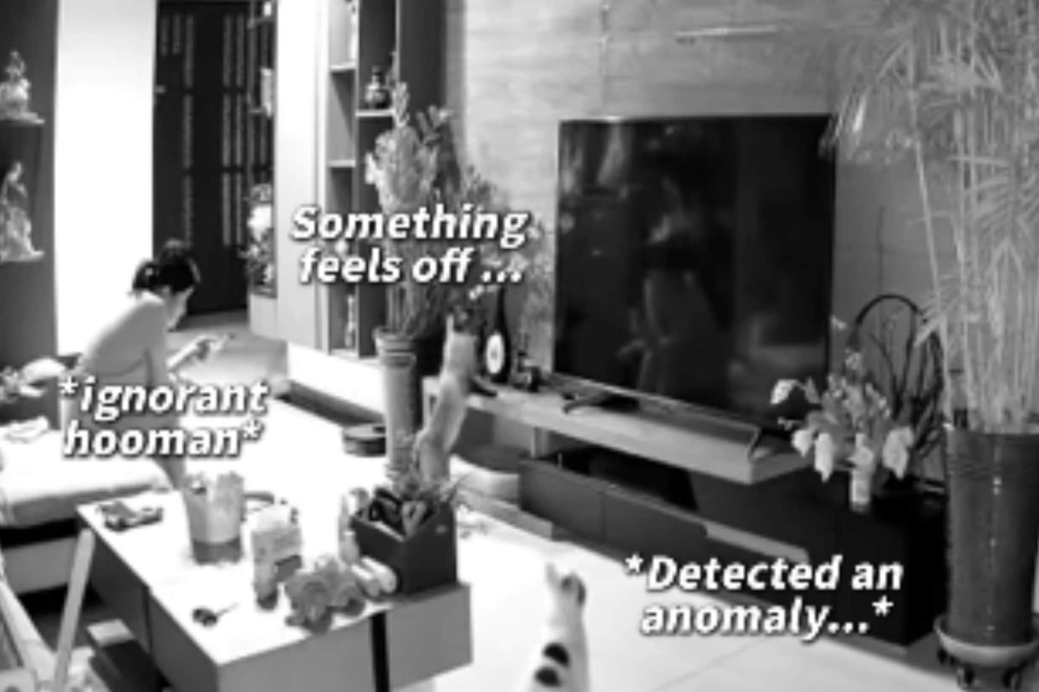 मांजरींनी वाचवले महिलेचे प्राण,  CCTV मध्ये कैद झालं नसतं, तर विश्वास ठेवणं कठीण