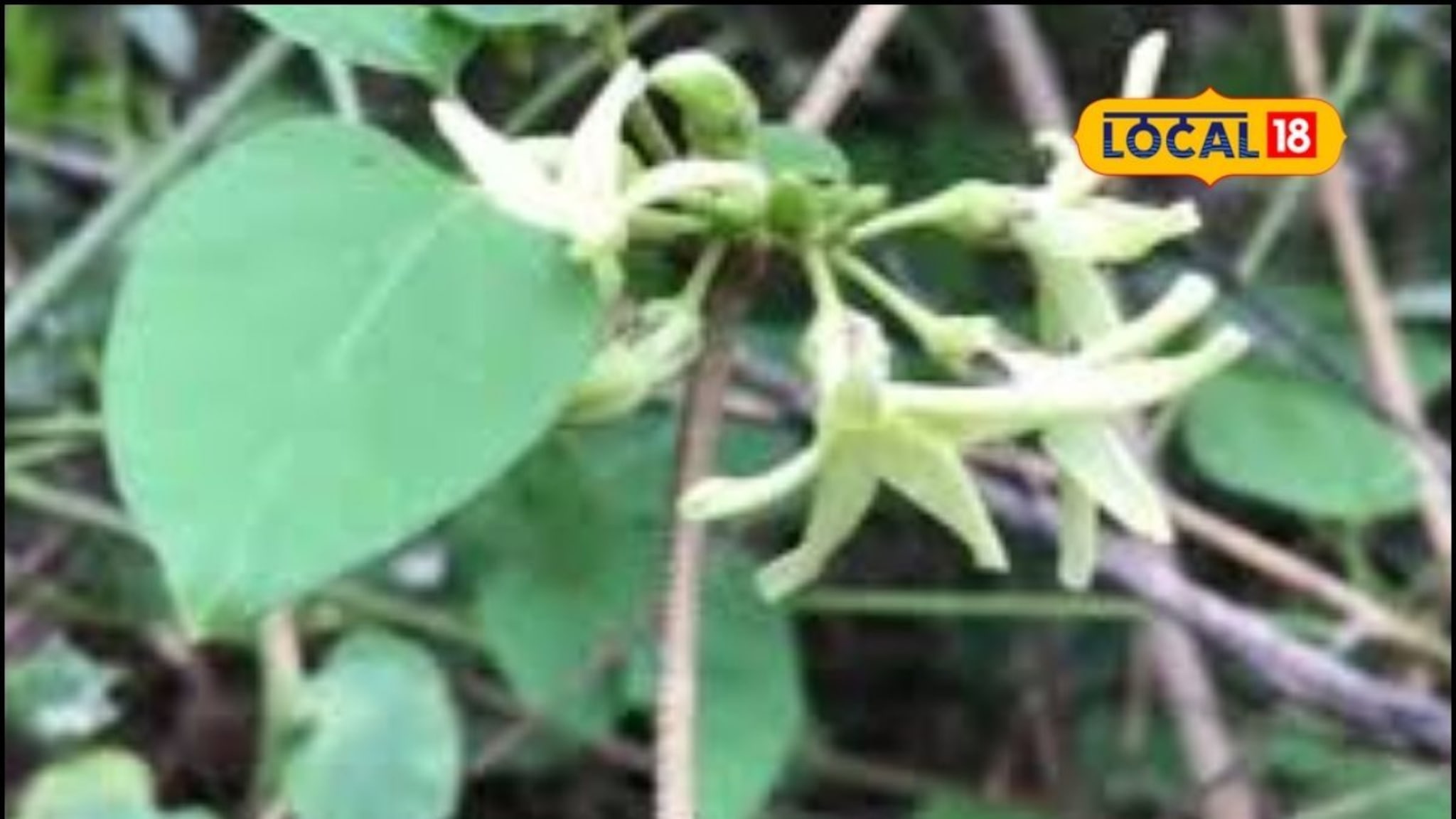 Monsoon Recipe: वर्षात फक्त 30 दिवसच मिळते अत्यंत दुर्मिळ रानभाजी, पाहा झेटूनीच्या फुलांची रेसिपी, Video