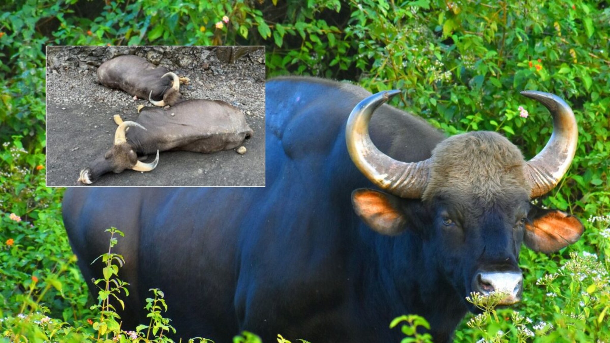 पाऊस, धुकं आणि 2 महाकाय गव्यांची झुंज! आंबा घाटात निसरड्या कड्यावर घडला थरार, पण