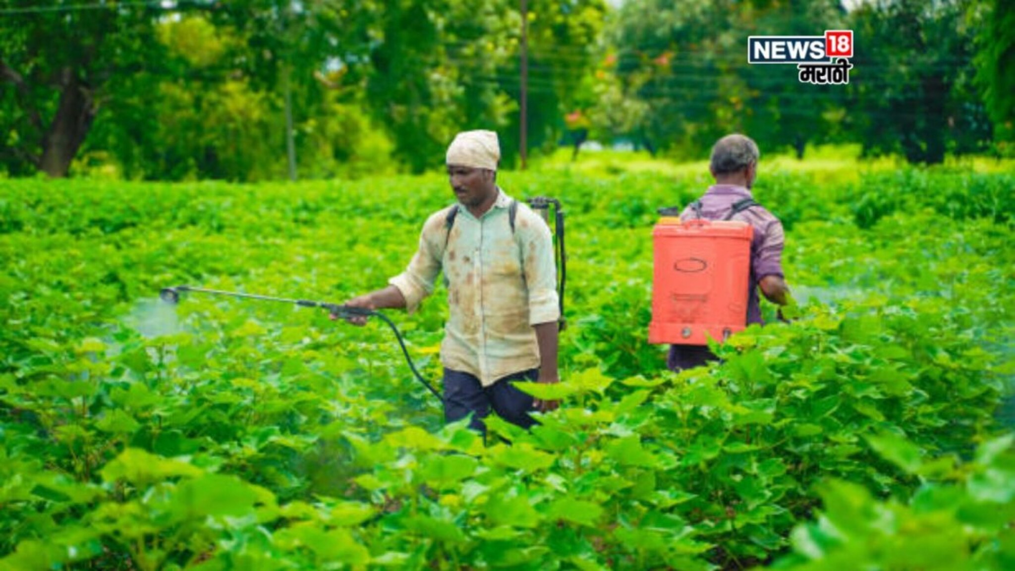 पाऊस झोडपणार! या जिल्ह्यांना अलर्ट, पिकांवर रोगांचे संकट, कोणत्या फवारण्या कराल?