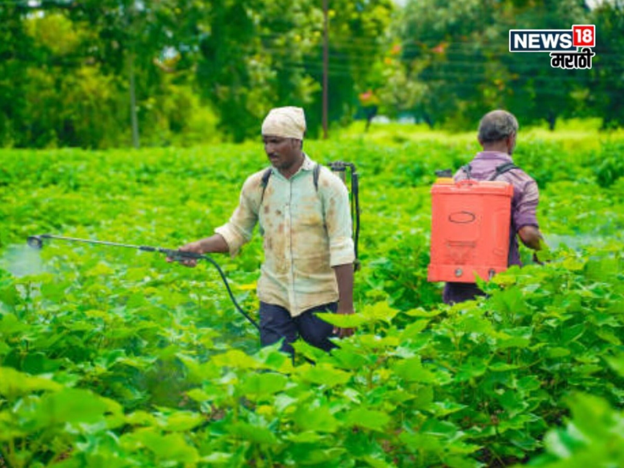 पाऊस झोडपणार! या जिल्ह्यांना अलर्ट, पिकांवर रोगांचे संकट, कोणत्या फवारण्या कराल?