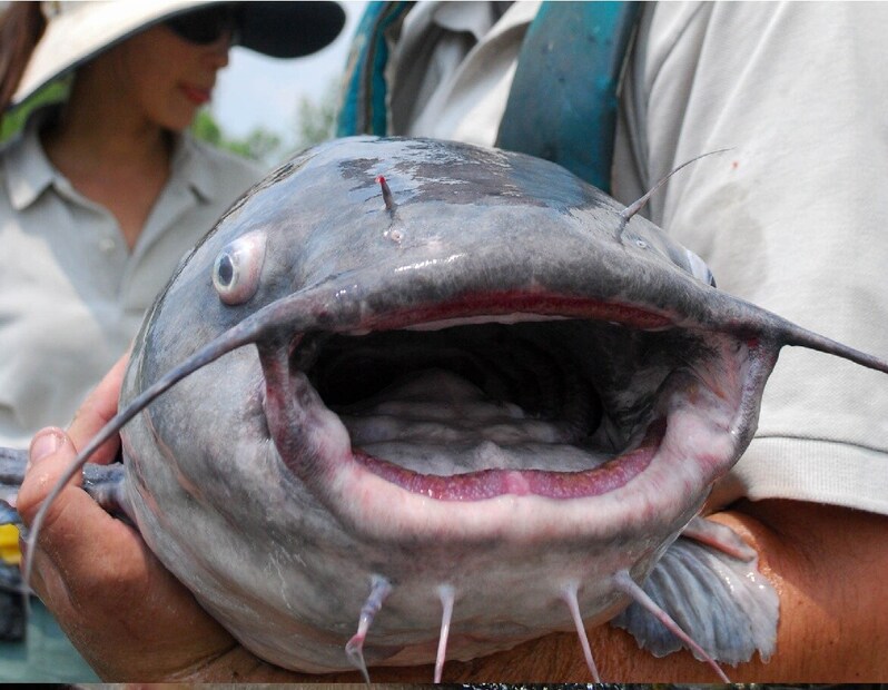 कॅटफिश : या माशाची शेती केली जाते आणि त्यांची चव आणि आकार वाढवण्यासाठी या माशांवर विविध रसायने लावली जातात. रसायने आणि कीटकनाशकांच्या वापरामुळे या प्रकारचे मासे खाल्ल्याने कर्करोगाचा धोका वाढतो.