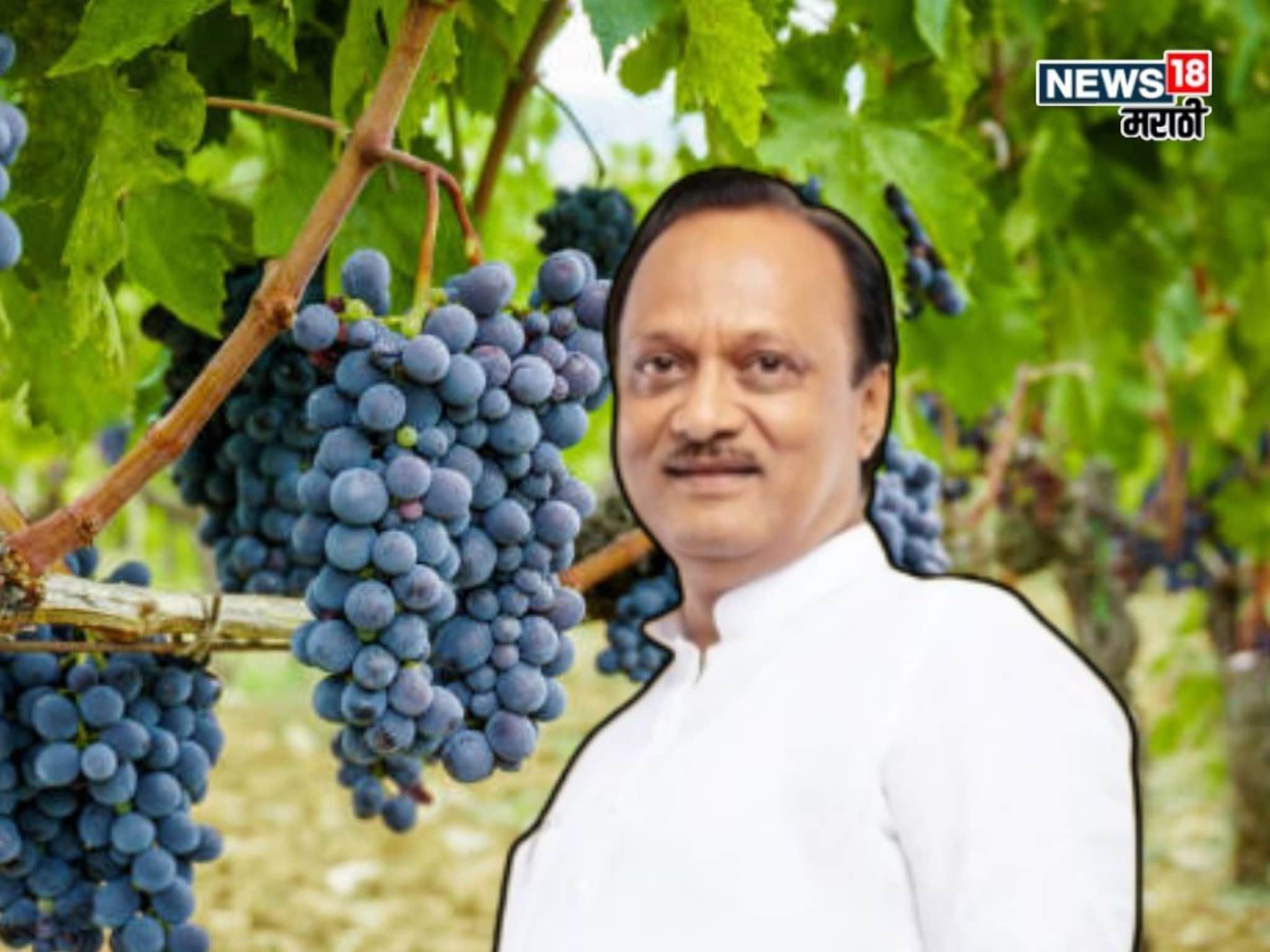द्राक्ष उत्पादक शेतकऱ्यांना उपमुख्यमंत्री अजित पवारांकडून मोठा दिलासा!