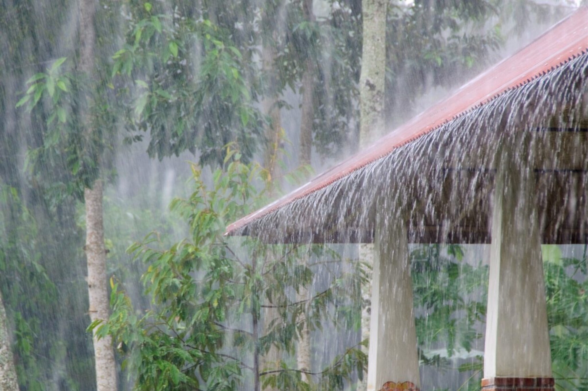 30 ऑगस्टपर्यंत राज्यात जोर वाढणार? आजपासून सासूबाईंचा पाऊस, वाहन बेडूक असल्यानं