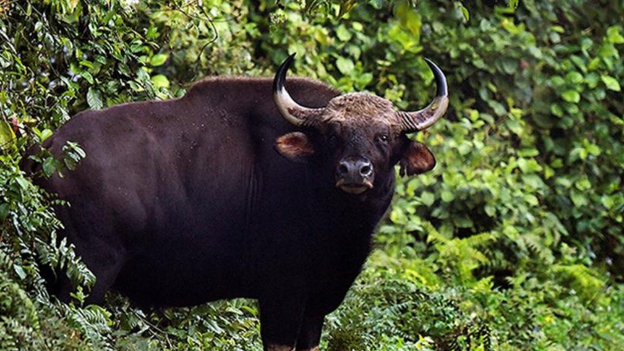 पर्यटकांनो, सावधान! वाल्मीक पठाराच्या रस्त्यात उभा आहे मृत्यू; 'अशी' घ्या काळजी, नाहीतर...