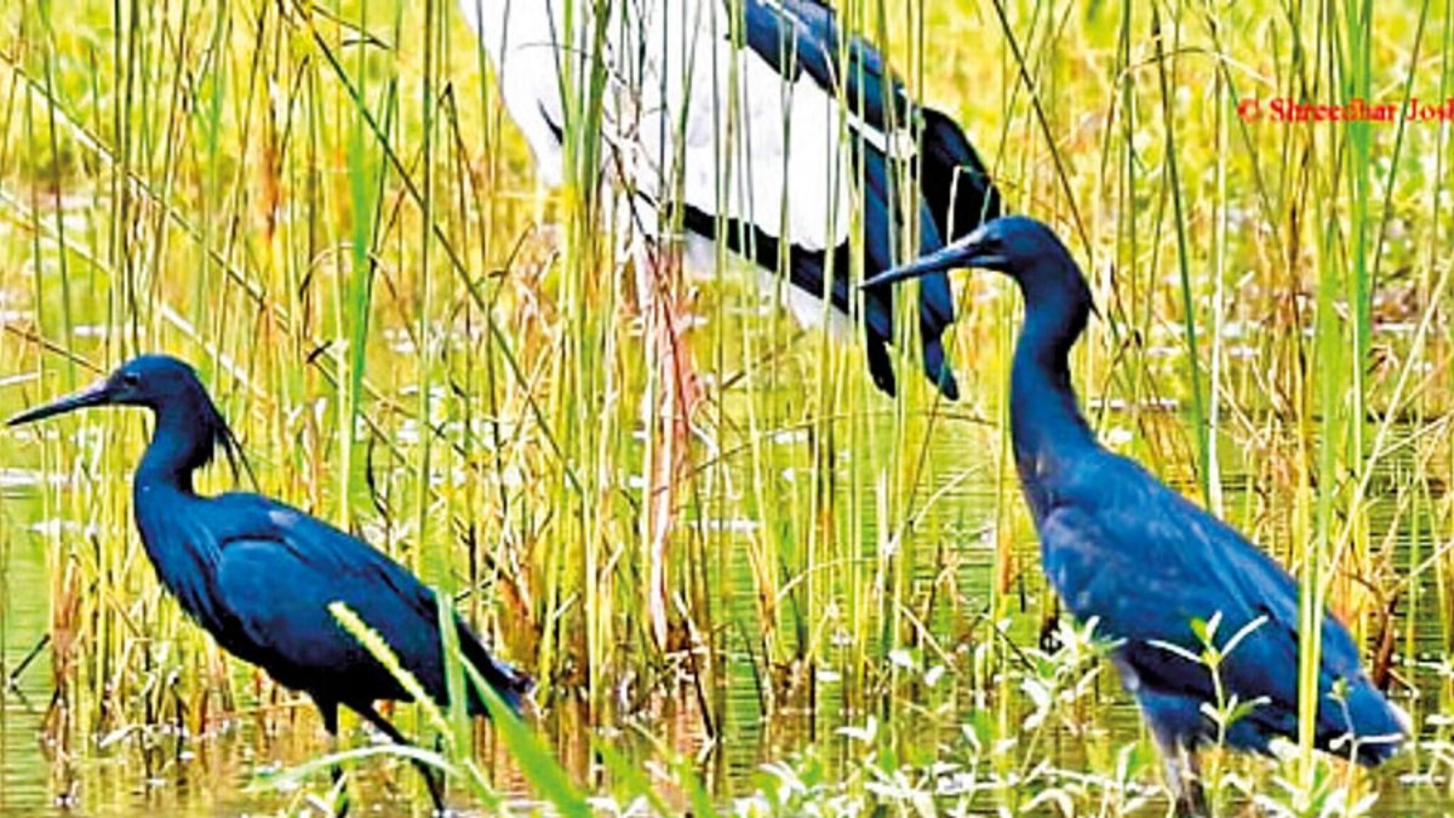 भारतात प्रथमच आढळला 'हा' पक्षी, तोही चिपळूणमध्ये! छत्रीसारखे पंख पसरून करतो माशांची शिकार, पण आला कुठून?