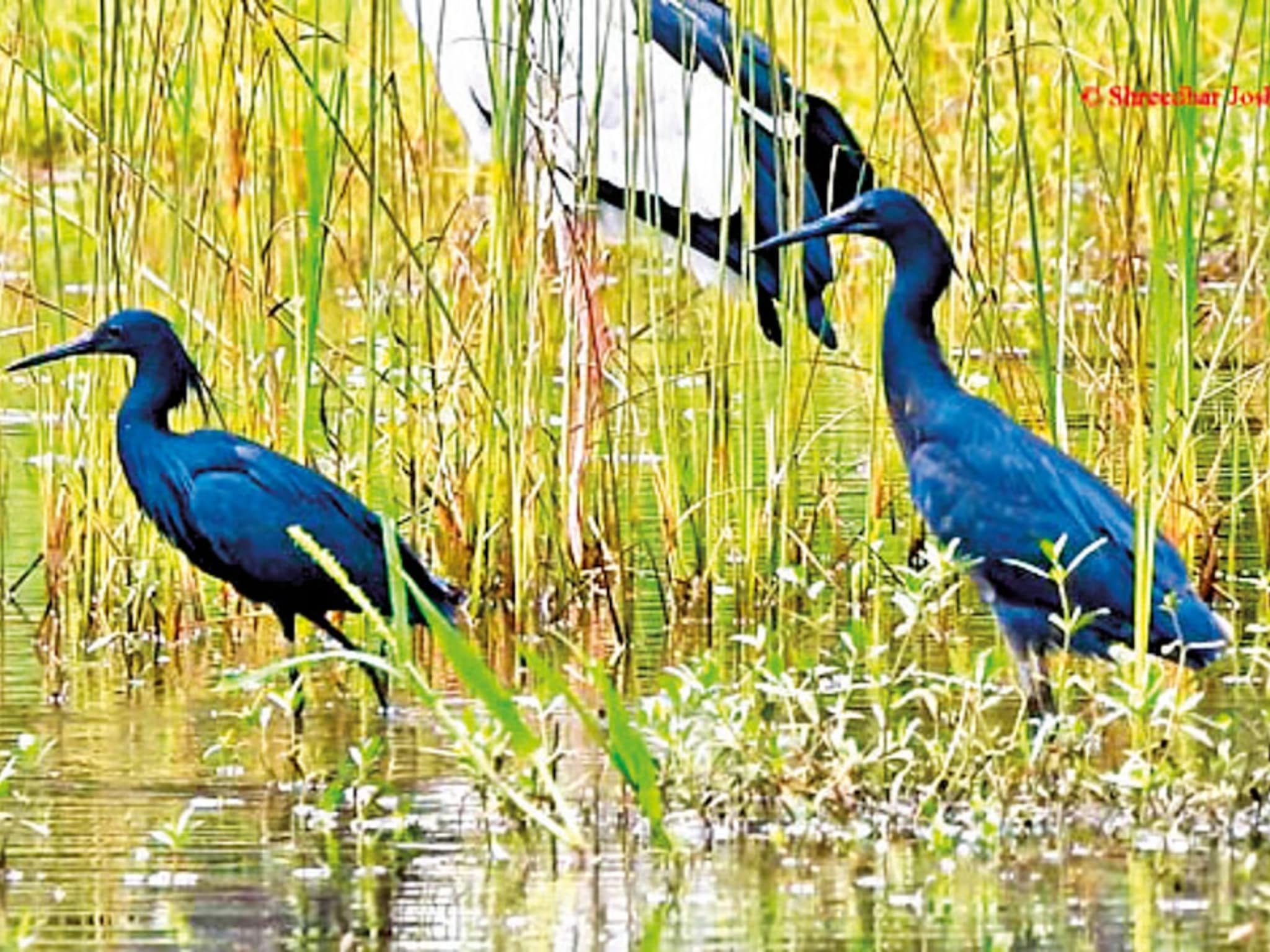 भारतात प्रथमच आढळला 'हा' पक्षी, तोही चिपळूणमध्ये! छत्रीसारखे पंख पसरून करतो माशांची शिकार, पण आला कुठून?