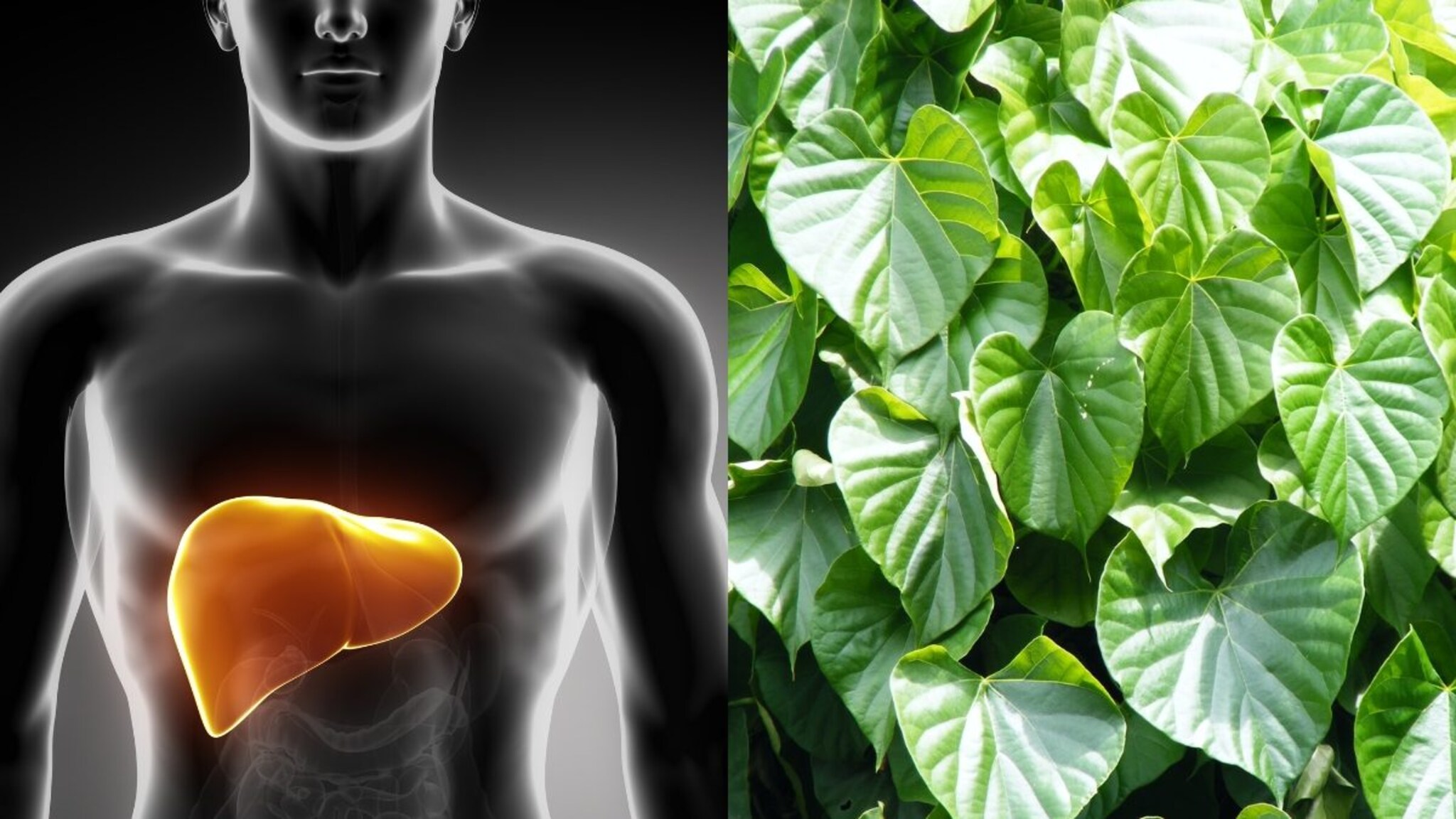 तुमचे लिव्हर धोक्यात आहे का? 'या' एका वनस्पतीमुळे होईल मजबूत, तज्ज्ञांनी दिला 'हा' सल्ला!