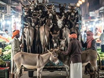 Sangli donkey theft