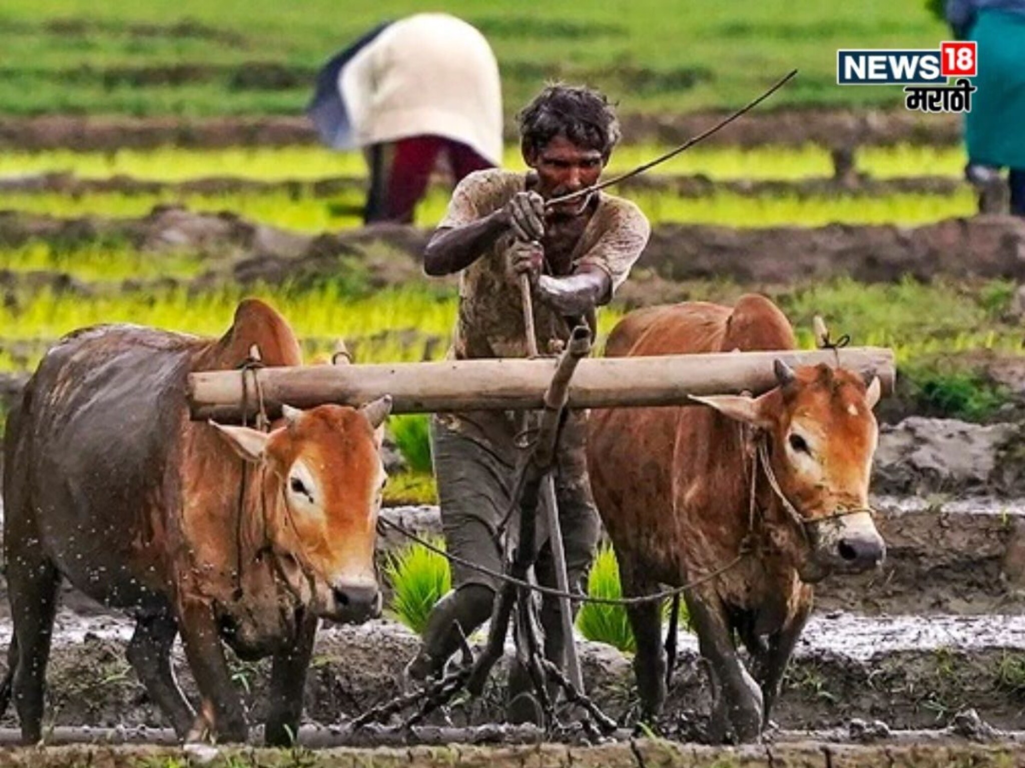 पाऊस पुन्हा धुमाकूळ घालणार! खरीप पिकांवर संकट, या जिल्ह्यांना हाय अलर्ट