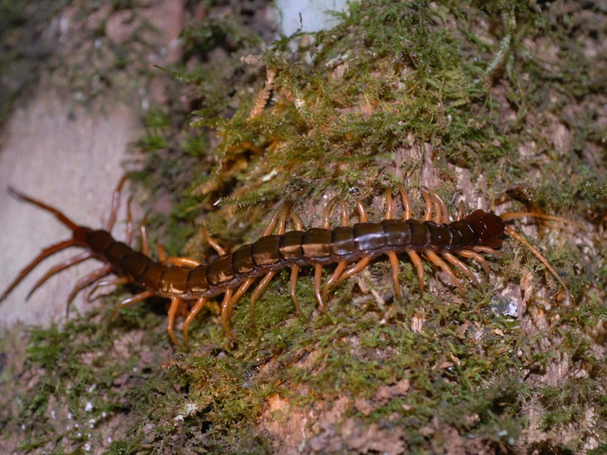 Centipede : सापापेक्षाही धोकादायक असते का घोण? माणसाला चावली तर काय होईल? परिणाम आणि उपाय दोन्ही जाणून घ्या