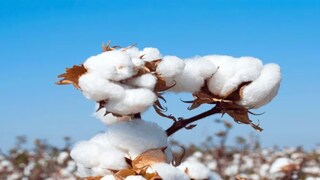 Cotton Import Duty Cotton Import Duty