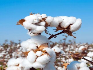 Cotton Import Duty