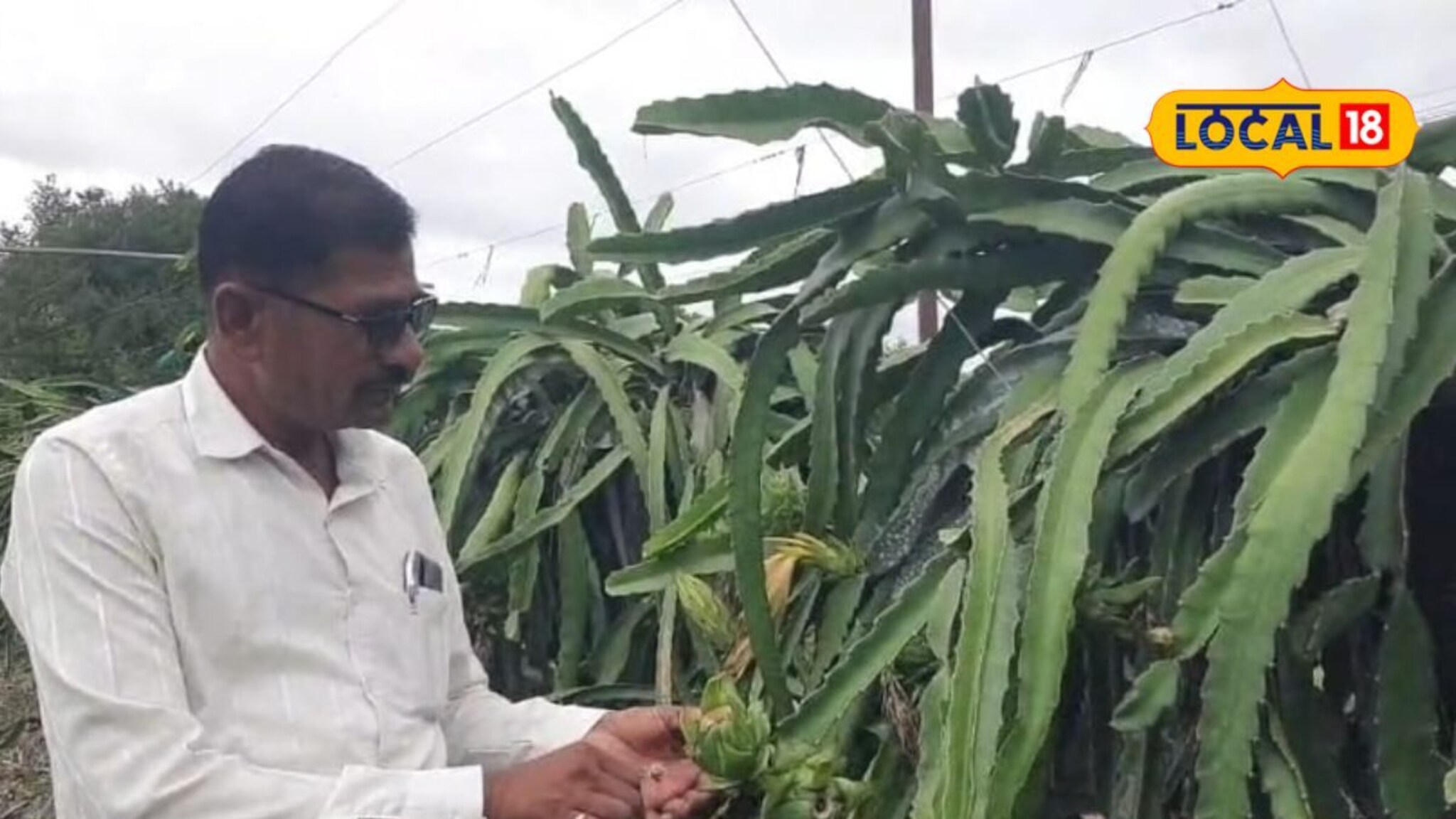 पारंपरिक शेतीला फाटा, शेतकऱ्यानं केली ड्रॅगन फ्रूटची लागवड,  मिळणार लाखात पैसा!