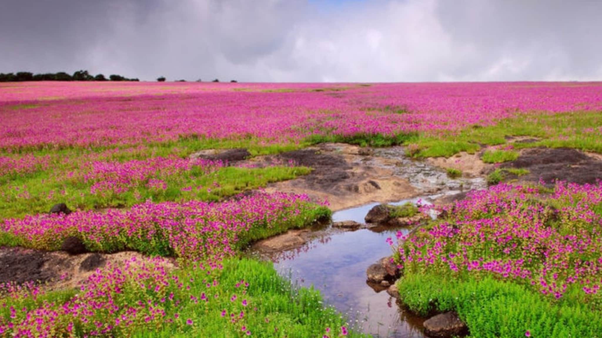 पर्यटकांसाठी खुशखबर! या तारखेपासून सुरू होणार 'कास पुष्प पठारा'चा हंगाम, ऑनलाईन बुकिंग सुरू