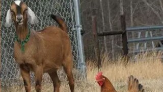 प्रतीकात्मक फोटो