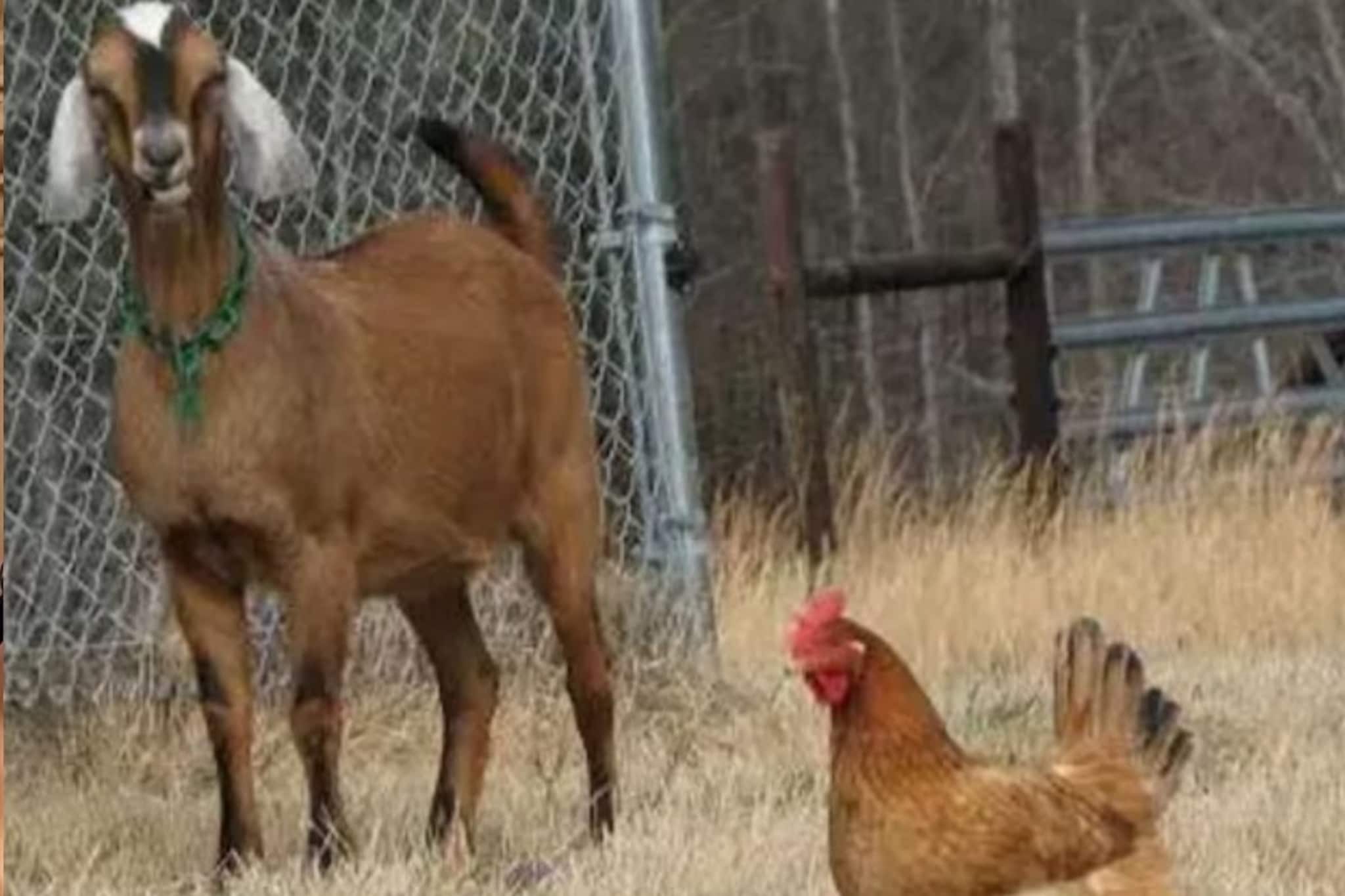 OMG! मटणाने खाल्लं चिकन, आयुष्यात पाहिला नसेल असा VIDEO