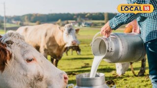 पुणे जिल्हा दूध संघाच्या वतीने गाय दूध खरेदी दरात वाढ 