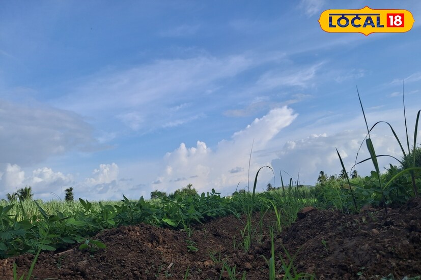गेल्या काही दिवसांपासून पावसाने उघडीप दिली असून उन्हाचा चटका आणि उकाडा वाढला आहे. मात्र, हवामान विभागाने आजपासून काही जिल्ह्यांमध्ये पावसाचा अंदाज वर्तवला आहे. पुढील 24 तासात पश्चिम महाराष्ट्रातील पाच जिल्ह्यांमधील हवामान अंदाज जाणून घेऊ. 