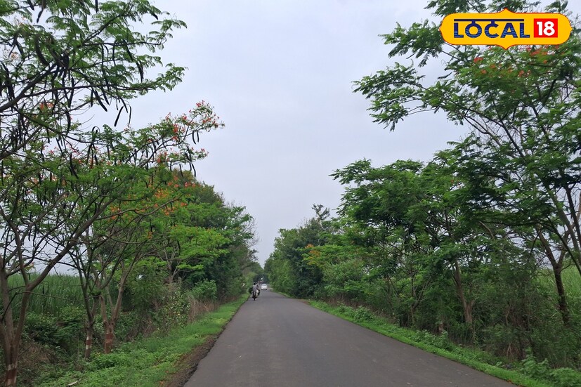 गेल्या 24 तासात सांगली जिल्ह्यामध्ये 0.8 मिलीमीटर पावसाची नोंद झाली. पुढील 24 तासात ढगाळ आकाशासह हलक्या पावसाची शक्यता हवामान विभागाने वर्तवली आहे. आजपासून पुढील काही दिवस पावसाचा जोर वाढणार असून हवामान विभागाने यलो अलर्ट जारी केला आहे. यावेळी जिल्ह्यातील कमाल तापमान 32 तर कमान तापमान 24 अंश सेल्सिअस इतके राहील. 