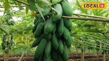 वडिलांच्या