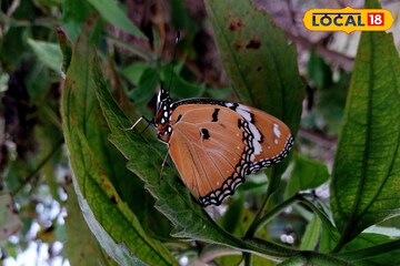 48 तास पावसाचे, पुणे ते कोल्हापूर यलो अलर्ट, पश्चिम महाराष्ट्राचा हवामान अंदाज 48 तास पावसाचे, पुणे ते कोल्हापूर यलो अलर्ट, पश्चिम महाराष्ट्राचा हवामान अंदाज