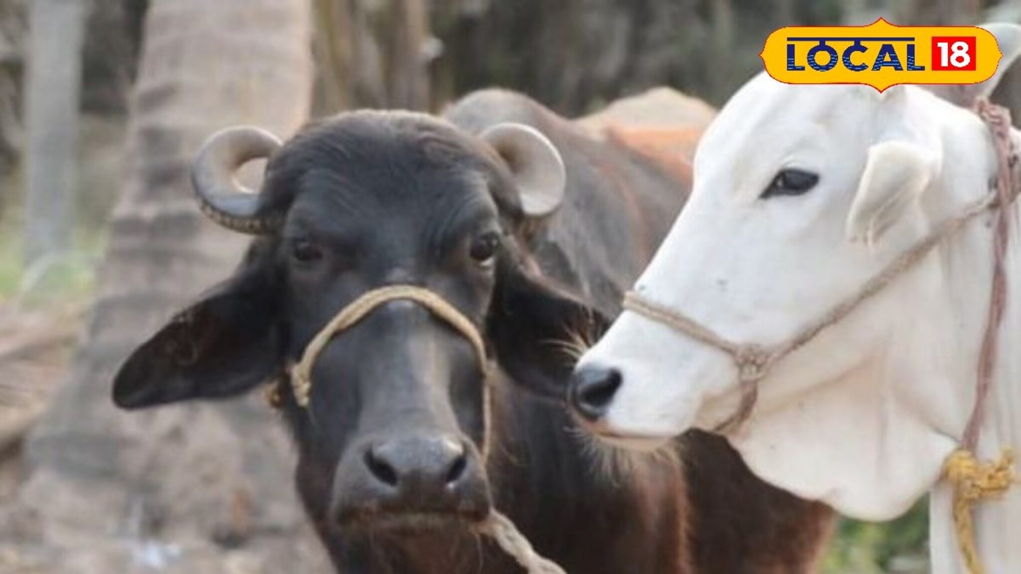 Animal Care: पाळीव प्राण्यांना जखम झालीये, घरच्या घरी करा आयुर्वेदिक उपचार