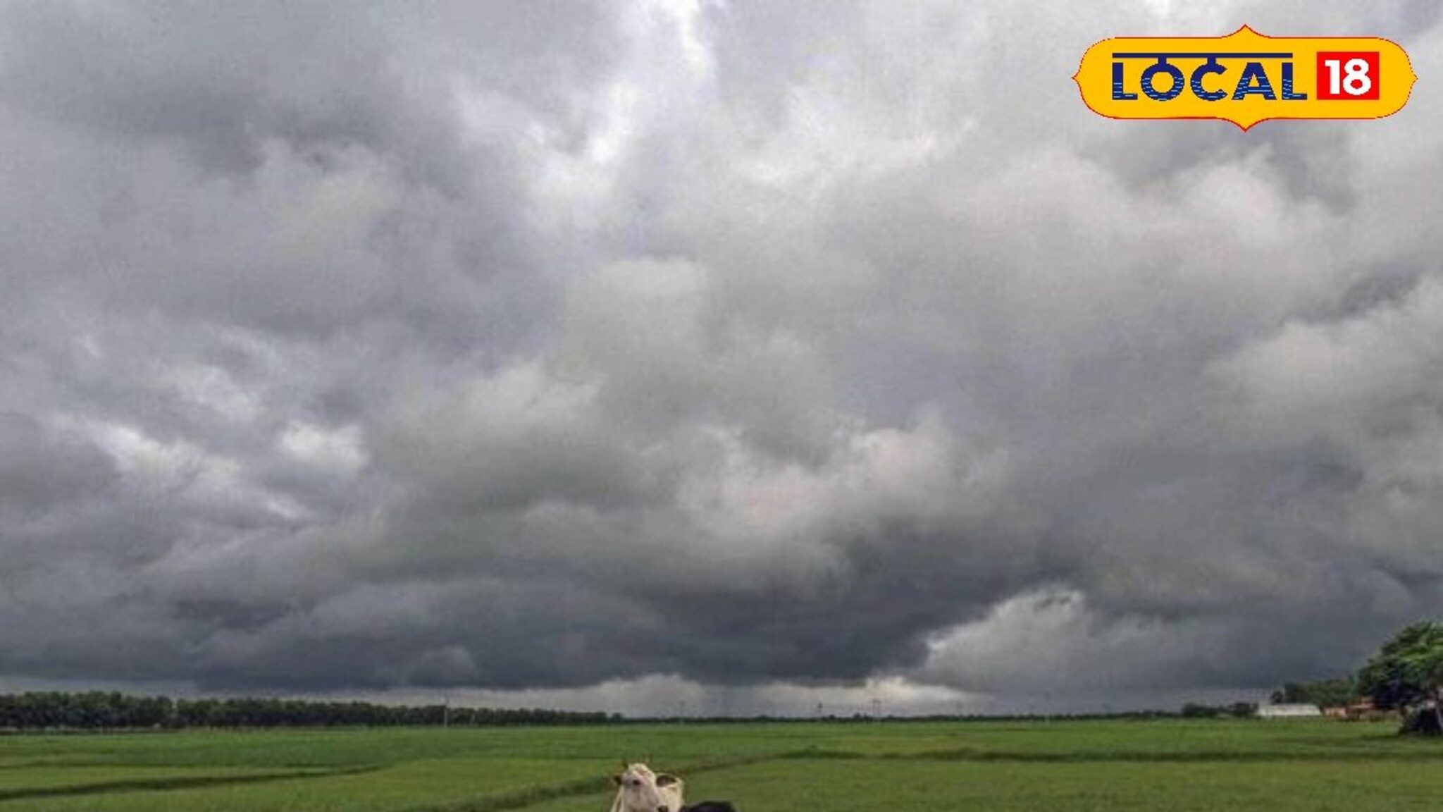 Marathwada Rain: सोसाट्याचा वारा अन् विजांचा कडकडाट, मराठवाड्यातील 4 जिल्ह्यांना यलो अलर्ट