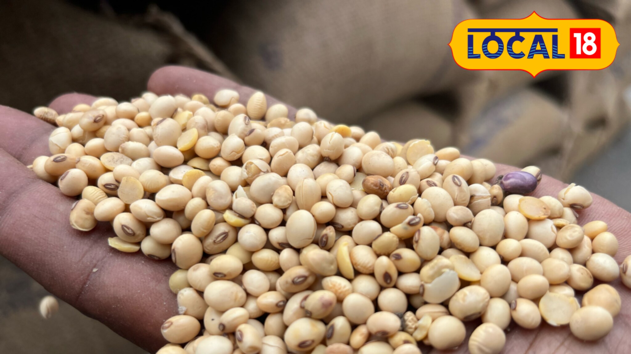 शेतकऱ्यांना दिलासा, सोयाबीनच्या दरात मोठी वाढ, भविष्यात कशी राहील स्थिती?