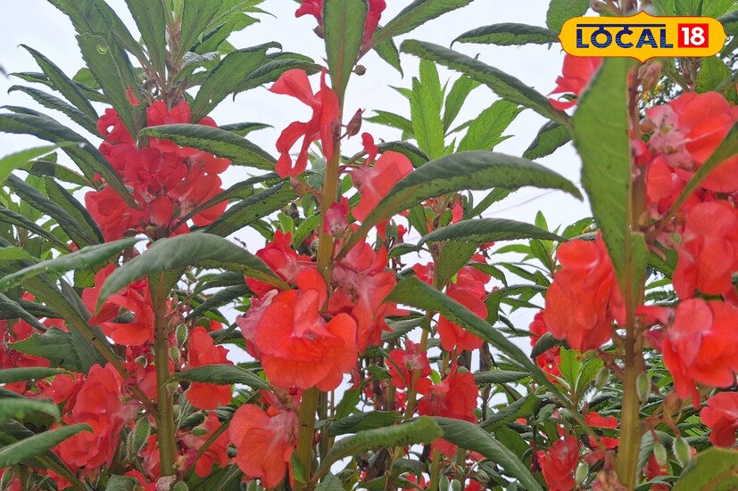 बंगालच्या उपसागरातील कमी दाब प्रणालीमुळे राज्यात पावसाचा जोर वाढला आहे. आज 14 ऑगस्ट रोजी पश्चिम महाराष्ट्रातील काही जिल्ह्यांत जोरदार पावसाची शक्यता आहे. हवामान विभागाने पुणे, सोलापूरसह पाचही जिल्ह्यांना यलो अलर्ट जारी केला आहे. आजचा हवामान अंदाज जाणून घेऊ. बंगालच्या उपसागरातील कमी दाब प्रणालीमुळे राज्यात पावसाचा जोर वाढला आहे. आज 14 ऑगस्ट रोजी पश्चिम महाराष्ट्रातील काही जिल्ह्यांत जोरदार पावसाची शक्यता आहे. हवामान विभागाने पुणे, सोलापूरसह पाचही जिल्ह्यांना यलो अलर्ट जारी केला आहे. आजचा हवामान अंदाज जाणून घेऊ.