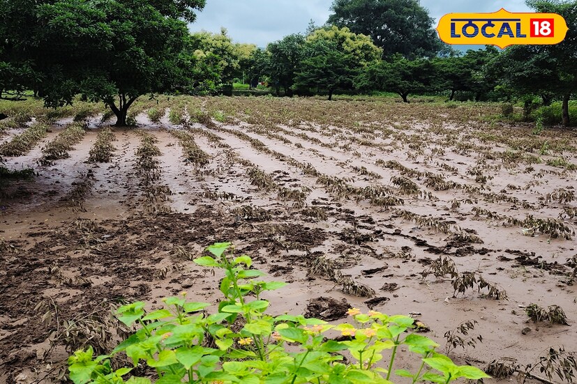 मागील आठ दिवसात मराठवाड्यातील काही जिल्ह्यात ढगफुटी सदृश, तर काही जिल्ह्यात मुसळधार पाऊस झाला. त्यामुळे शेतकऱ्यांचे मोठे नुकसान झाले. शेतकऱ्यांची उभी पिके आडवी झाली आहेत. तसेच शेतकऱ्यांच्या फळबागांना देखील मोठा फटका बसला आहे. आता मात्र पावसाचा जोर ओसरला असून पुढील काही काळ हवामानाची हीच स्थिती कायम राहणार आहे. 