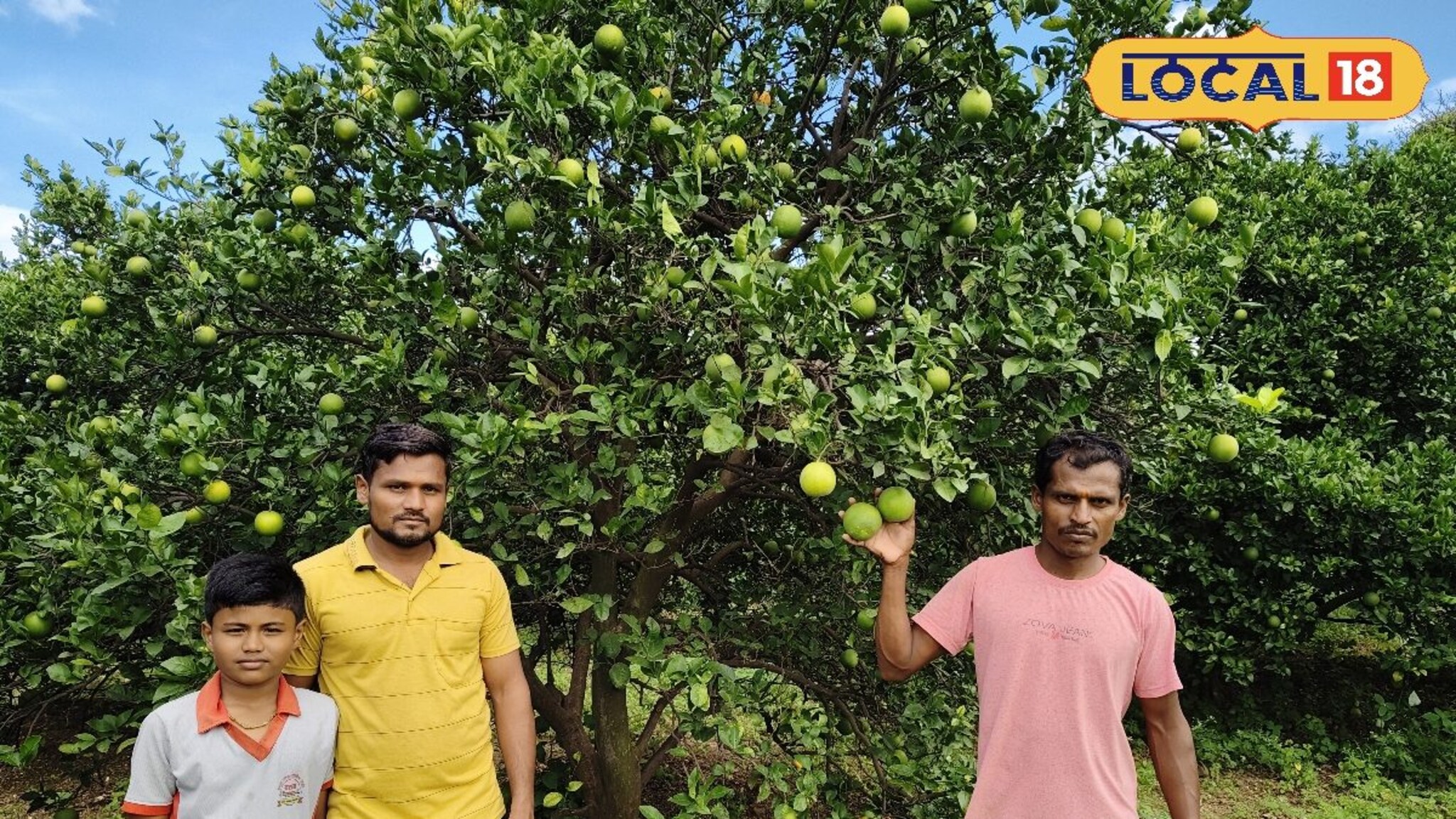 Mosambi Farming: शेतकऱ्यानं डोकं लावलं, मोसंबी शेतीत केला वेगळा प्रयोग, आता लाखात कमाई