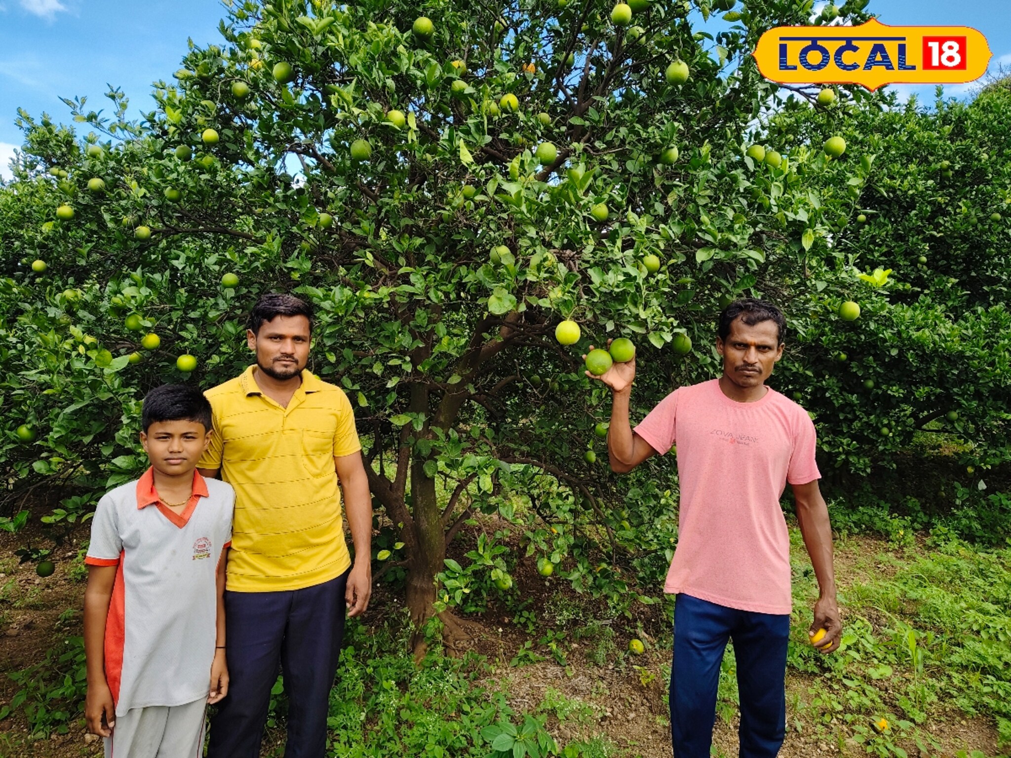 Mosambi Farming: शेतकऱ्यानं डोकं लावलं, मोसंबी शेतीत केला वेगळा प्रयोग, आता लाखात कमाई