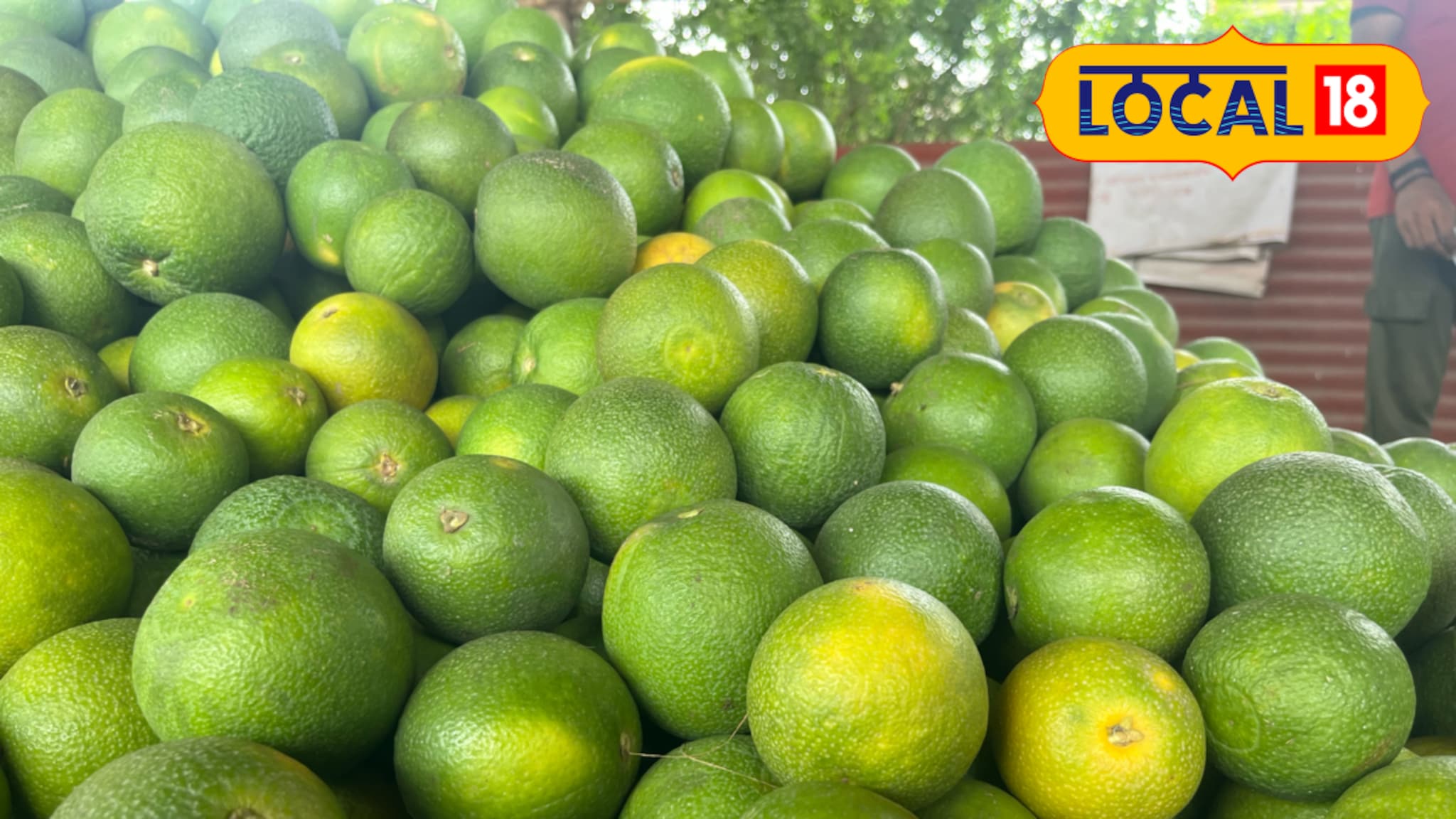 मोसंबीने शेतकऱ्यांना रडवले, दरात झाली मोठी घसरण, कारण काय? Video