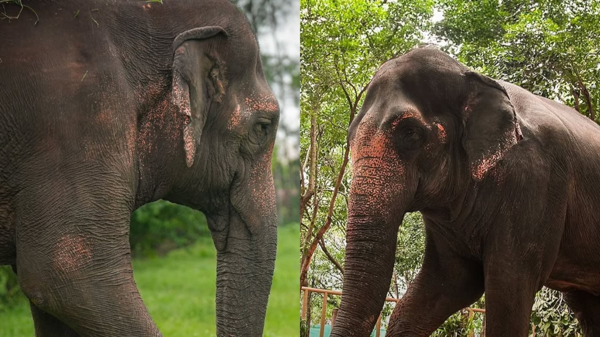 माधुरी हत्तीला 'वनतारा'मध्ये का पाठवण्यात आले? PETA अधिकाऱ्याने सांगितलं धक्कादायक कारण