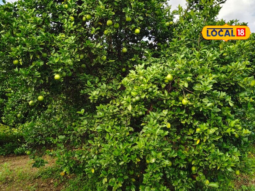  योगेश घावटे असं सटाणा येथील या मोसंबी उत्पादक शेतकऱ्याचं नाव आहे. सध्या त्यांच्याकडे 5 एकर मोसंबी शेती असून त्यांना भरघोस उत्पन्न मिळत आहे. याबाबत लोकल18 च्या माध्यमातून जाणून घेऊ.