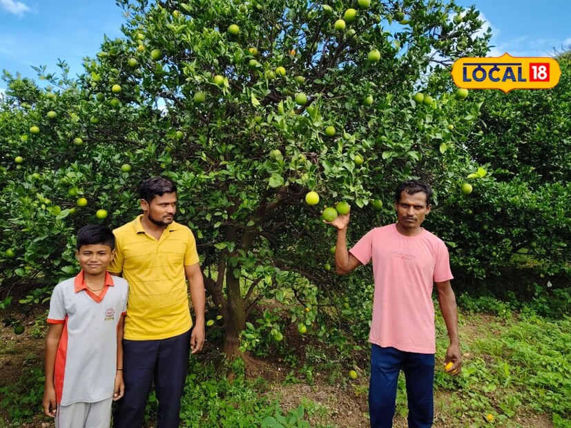 योगेश यांच्या बरोबर त्यांचे भाऊ राम घावटे हे देखील मोसंबी शेतीसाठी त्यांना मदत करतात. लागवड चांगल्या प्रकारे केलेली आहे. तसेच झाडांची देखभाल देखील चांगल्या पद्धतीने केली जाते. 