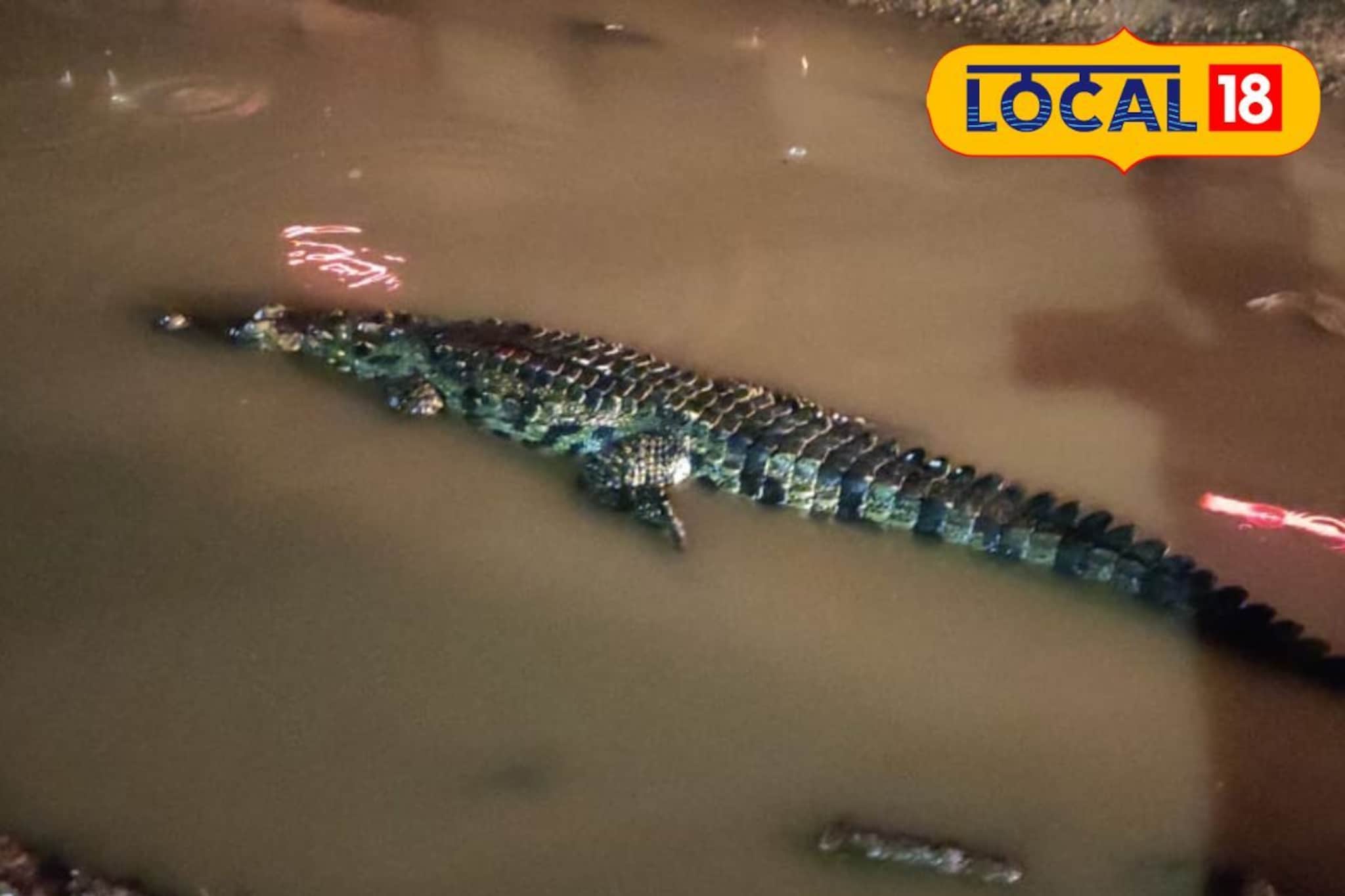 मुंबई - गोवा महामार्गावर आढळली जखमी अवस्थेत मगर; प्राणीप्रेमींकडून सुटका