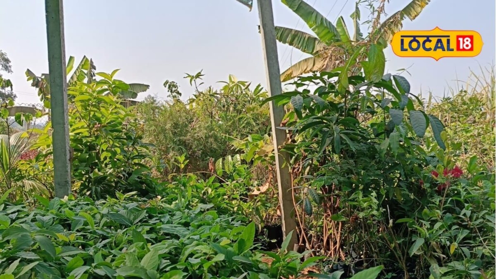 Farmer Success Story: डोंगराळ शेतीत लढवलं डोकं, ऊभा केला नर्सरी उद्योग, शेतकऱ्याला 7 लाख नफा