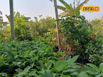 डोंगराळ शेतीत लढवलं डोकं, ऊभा केला नर्सरी उद्योग, शेतकऱ्याला 7 लाख नफा